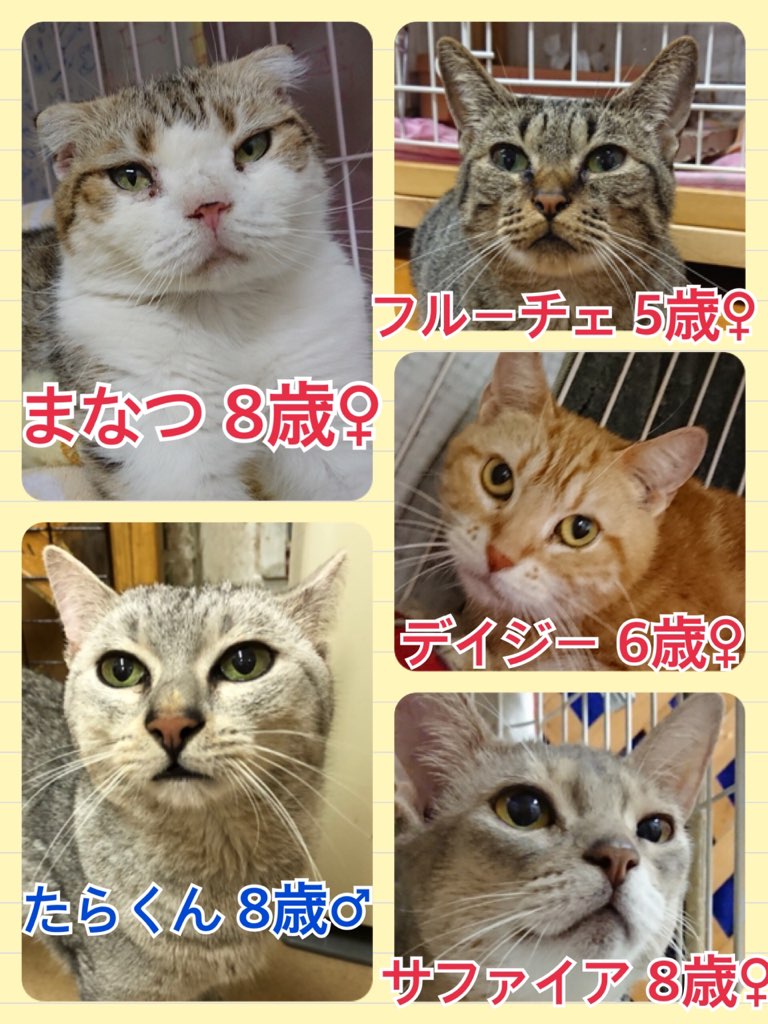 今日は２１日ワンニャン🐶🐱の日🐾里親様募集中ニャンコメンバーです🐱